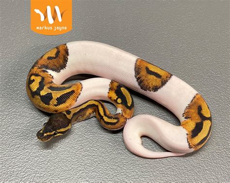 Piebald - Ball Python Traits - Morphpedia