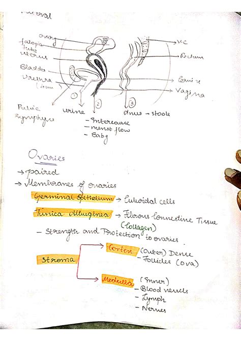 Image result for Female Reproductive System Class 12