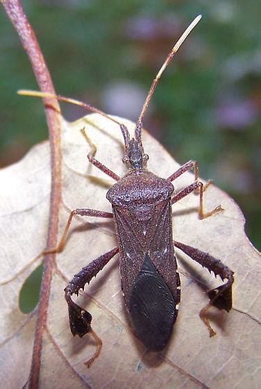 Image result for Bug Exploding