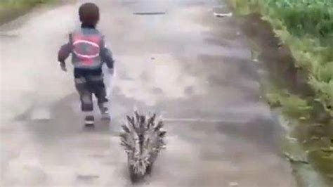 മൂന്നു വയസുകാരന് കൂട്ടായി മുള്ളന്‍പന്നി