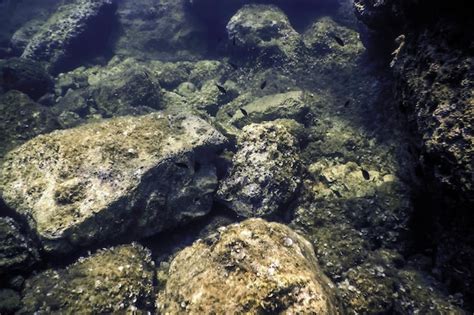 Bottom of the Sea 的图像结果