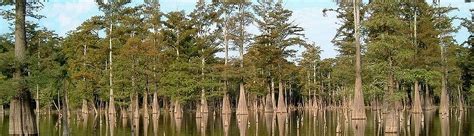 Bottomland hardwood forest at Dale Bumpers White River National ...