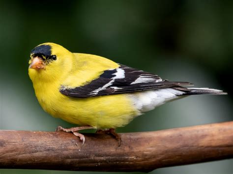 Yellow Finches American Goldfinch
