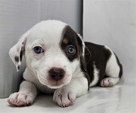 These adorable adoptable pets are looking for a good home and lots of ...
