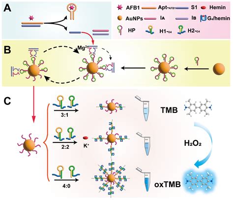 Improved Catalytic Activity of Spherical Nucleic Acid Enzymes by ...