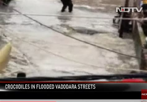 Fact Check: Crocodile wading through a waterlogged road in a Delhi ...