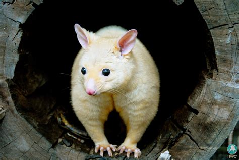Golden Brush Tailed Possum