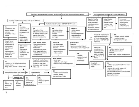 Aseptically inoculate a mixed culture of two unknown bacterial strains ...