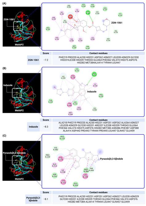MetAP2 as a Therapeutic Target for Obesity and Type 2 Diabetes ...