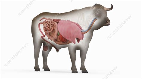 Cow Reproductive System Model 的图像结果