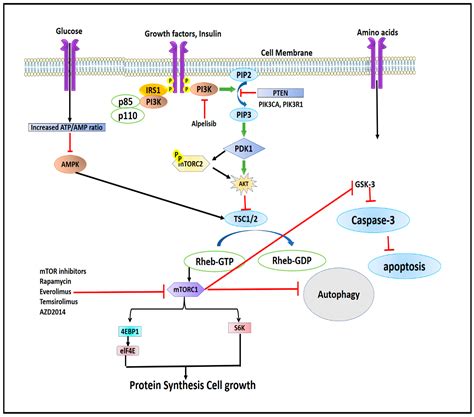 Exploring the mTOR Signalling Pathway and Its Inhibitory Scope in Cancer