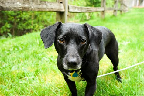 Dachshund Lab Mix