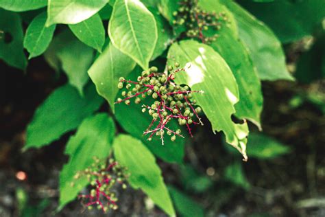 Best Medicine For Poison Sumac