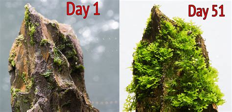 Java Moss Dry Start 的图像结果