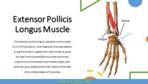 Extensor Pollicis Longus 的图像结果