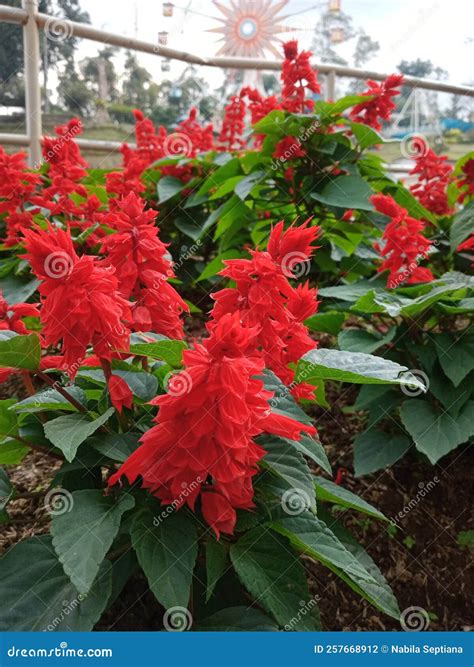 Salvia Splendens Es Una Especie De Planta En La Familia Lamiaceae. Foto de archivo - Imagen de ...