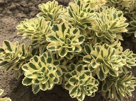 Sedum Gardens: The Perfect Way to Add a Touch of Nature to Your Home ...