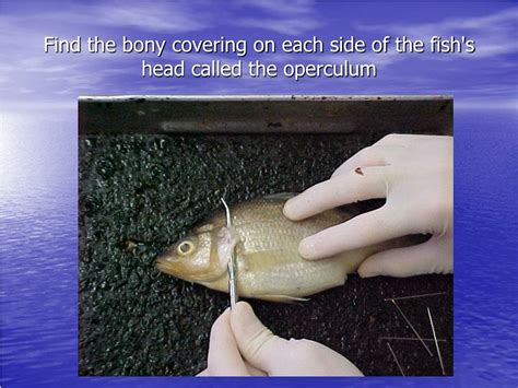 Operculum In Fish