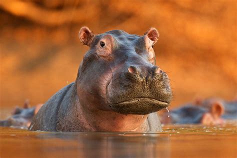 Image result for Hippo vs Python