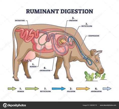 Ruminant digestion system with inner digestive structure outline ...