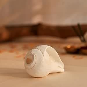 Divine Hindu Original Natural Jal Shankh | White Conch Shell Small ...