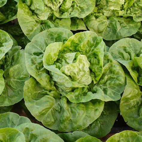 Little Gem, our tasty miniature