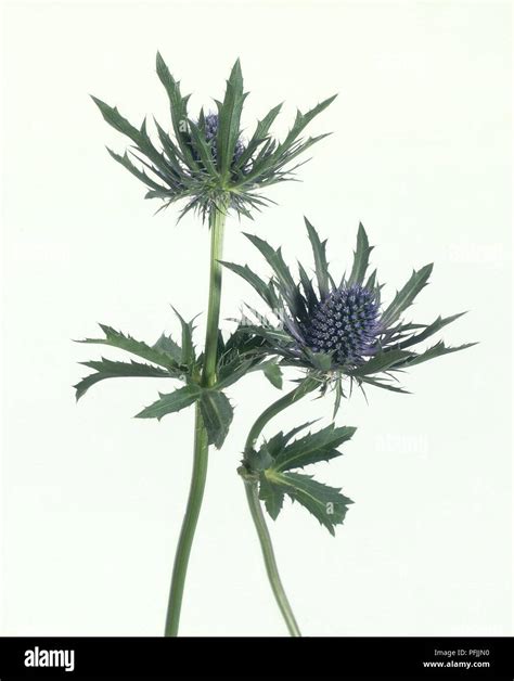 Purple Flowers Spiky Leaves High Resolution Stock Photography and ...