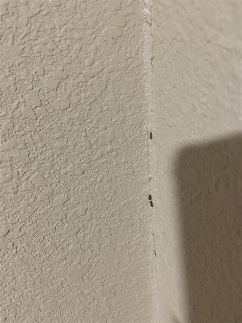 What are these creepy crawly little bugs that started showing up by my front door in the corner ...