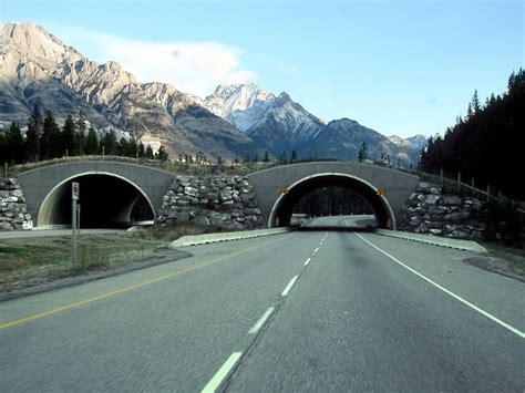 21 Amazing Animal Bridges Across The World That Save Thousands Of ...