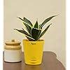 Ugaoo Sansevieria Golden Hahnii Snake Plant with Self Watering Pot ...