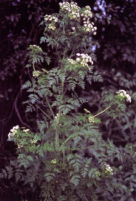 Image result for Plant Identification Using Machine Learning Diagram