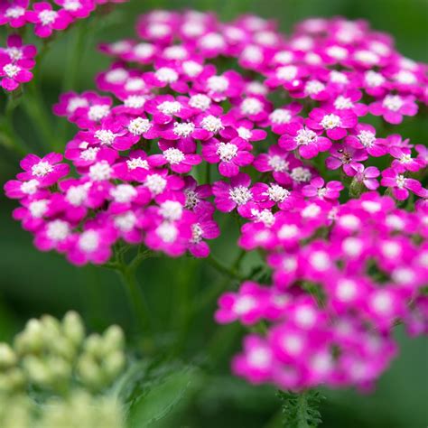 How to Grow Yarrow from Seed - growhappierplants.com
