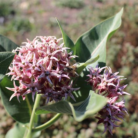California Showy Milkweed Seeds (asclepias Speciosa) - Etsy