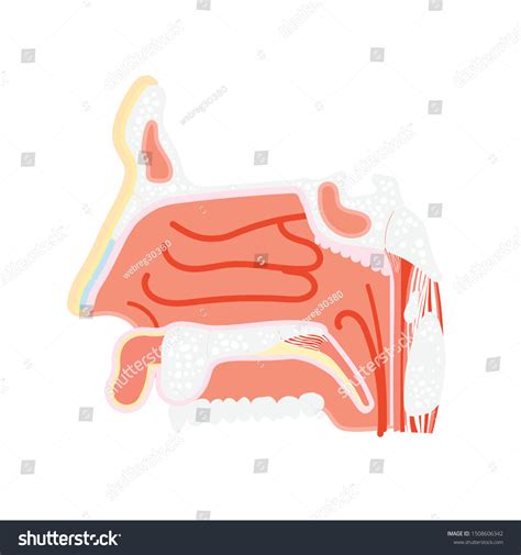 Vestibule Nose Maxillary Vestibular Approach