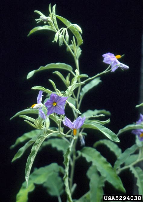 silverleaf nightshade (Solanum elaeagnifolium Cavanaugh)