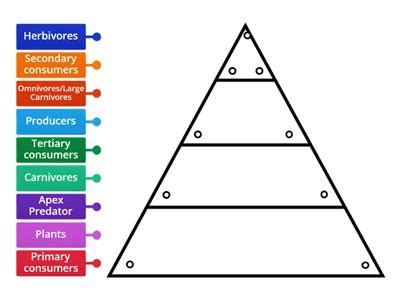 Energy Pyramid Examples 的图像结果