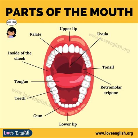 Mouth Anatomy: 11 Different Human Mouth Parts and their Functions (with Examples) - Love English ...