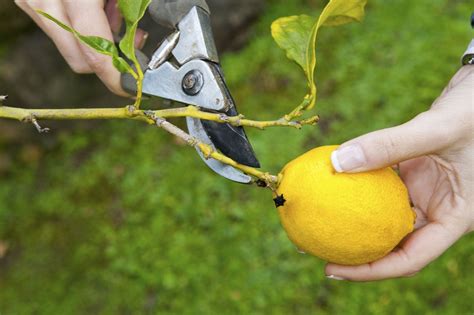 Image result for Lemon Tree Pruning