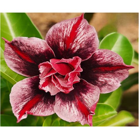 Adenium R227 – Plant Orbit