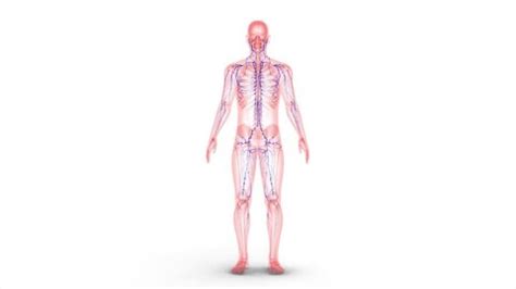 Image result for Animation On Lymphatic System