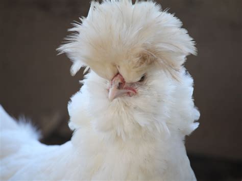 Punk rocker~ One of our chicks...filling out & lookin' good ...