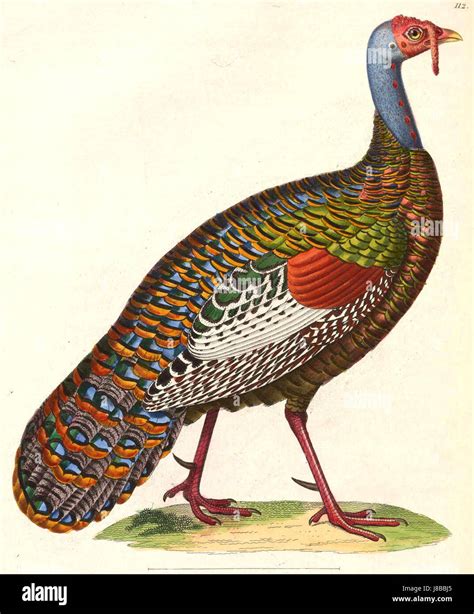 The Meleagris ocellata, also known as the ocellated turkey, is a species native to the Yucatán ...