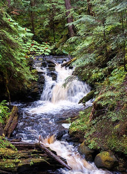 Floresta Nacional De Tongass Banco de Imagens e Fotos de Stock - iStock