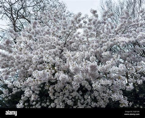 Myrobalan Cherry Plum