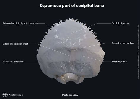 Occipital bone | Anatomy.app