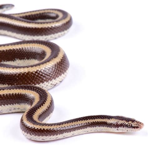 Rosy boa – Artofit