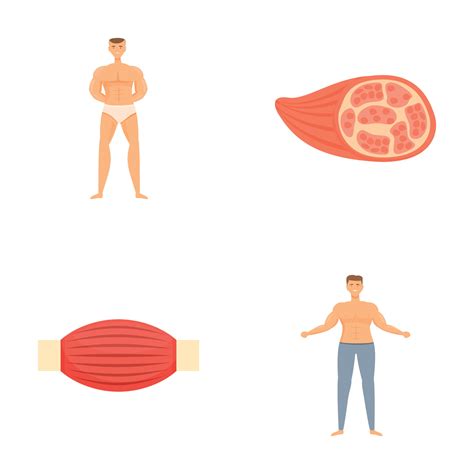 Image result for BioFlix Animation Muscle Structure