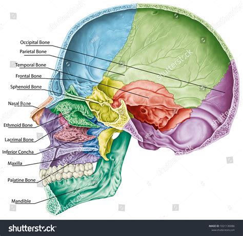 Cranial Sacral Certification - prntbl.concejomunicipaldechinu.gov.co