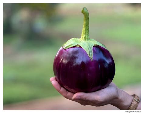 Brinjal - Photo Blog by Rajan Parrikar