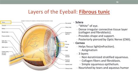 PPT - Sensation: General and Special Senses in Vision PowerPoint ...